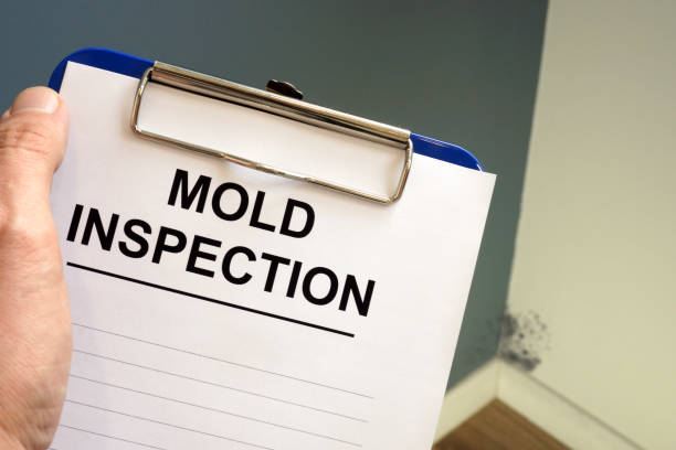 Professional Mold Removal in Central Square, NY